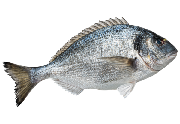 Wild Caught Pacific Cod Fillet Portions, 1 lb (Frozen)